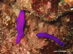 Pseudochromis fridmani (Fridmans Zwergbarsch)